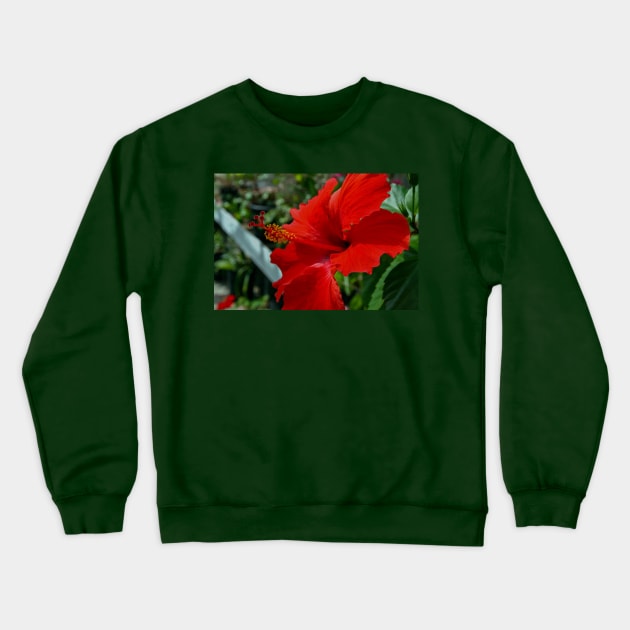 Hibiscus Flower Crewneck Sweatshirt by Rob Johnson Photography